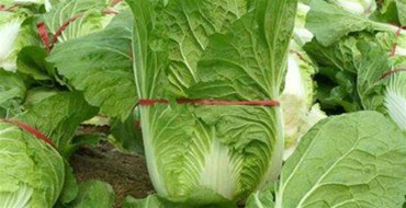 臺風“莎莉嘉”來臨 三亞提前啟動蔬菜應(yīng)急調(diào)運機制