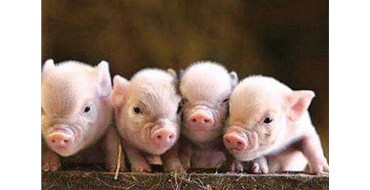 冷鏈運輸趨勢化，將徹底消除南北價差？