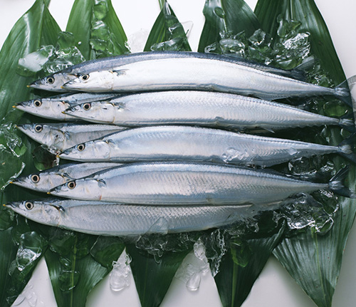 秋刀魚(yú)